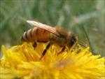 دانلود-طرح-توجیهی-پرورش-و-نگهداری-زنبور-عسل
