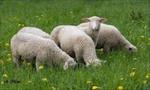 دانلود-طرح-توجیهی-پرورش-راس-گوسفند