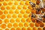 طرح-توجیهی-پرورش-نگهداری-زنبور-عسل-پاورپوینت