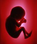دانلود-پروژه-بررسي-سقط-جنین