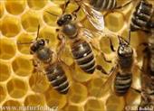 طرح توجیهی پرورش و نگهداری زنبورعسل