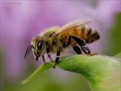 دانلود طرح توجیهی پرورش و نگهداری زنبورعسل