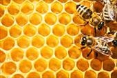 طرح توجیهی پرورش نگهداری زنبور عسل +پاورپوینت