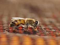 پاورپوینت تولید مثل و تشکیلات کندوی زنبور عسل