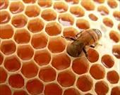 دانلود فایل شرح الگوریتم کلونی مورچه و زنبور عسل
