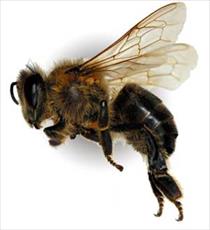 پاورپوینت طرح توجیهی پرورش زنبور عسل